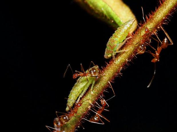 Yellow Crazy Ants Anoplolepis gracilipes