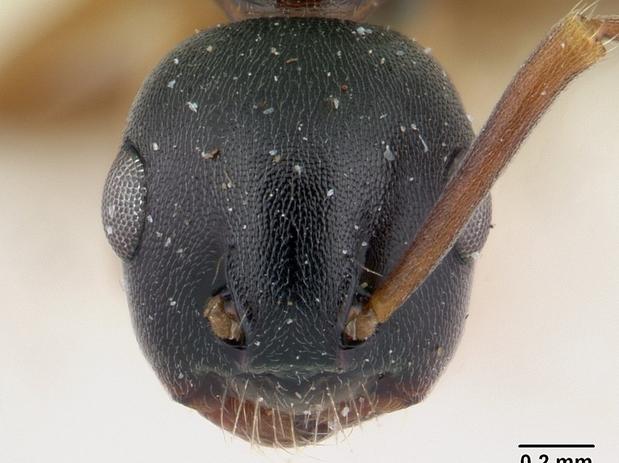 Overbeckia subclavata (casent0178502, head)
