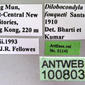 Dilobocondyla fouqueti (antweb1008033) label