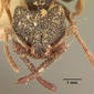 Mystrium rogeri (casent0101670) head