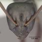 Formica fusca (casent0102795) head