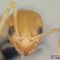Plagiolepis alluaudi (casent0125362) head