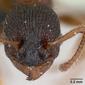 Myrmica lobicornis (casent0172718) head