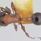 Dilobocondyla fouqueti (casent0178565) dorsal