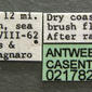 Cataulacus granulatus (casent0217823) label